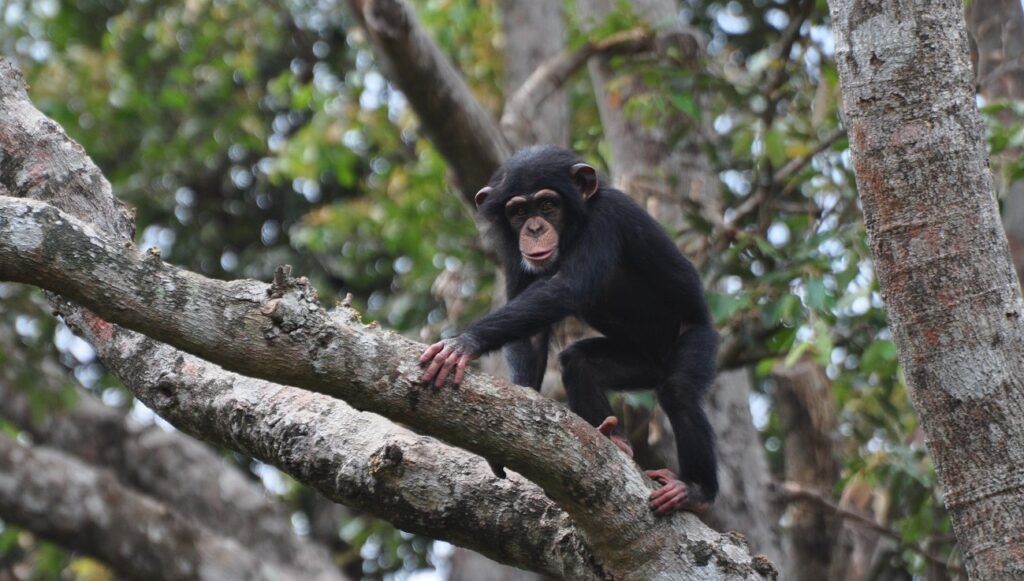 Chimpanzee Sierra Leone