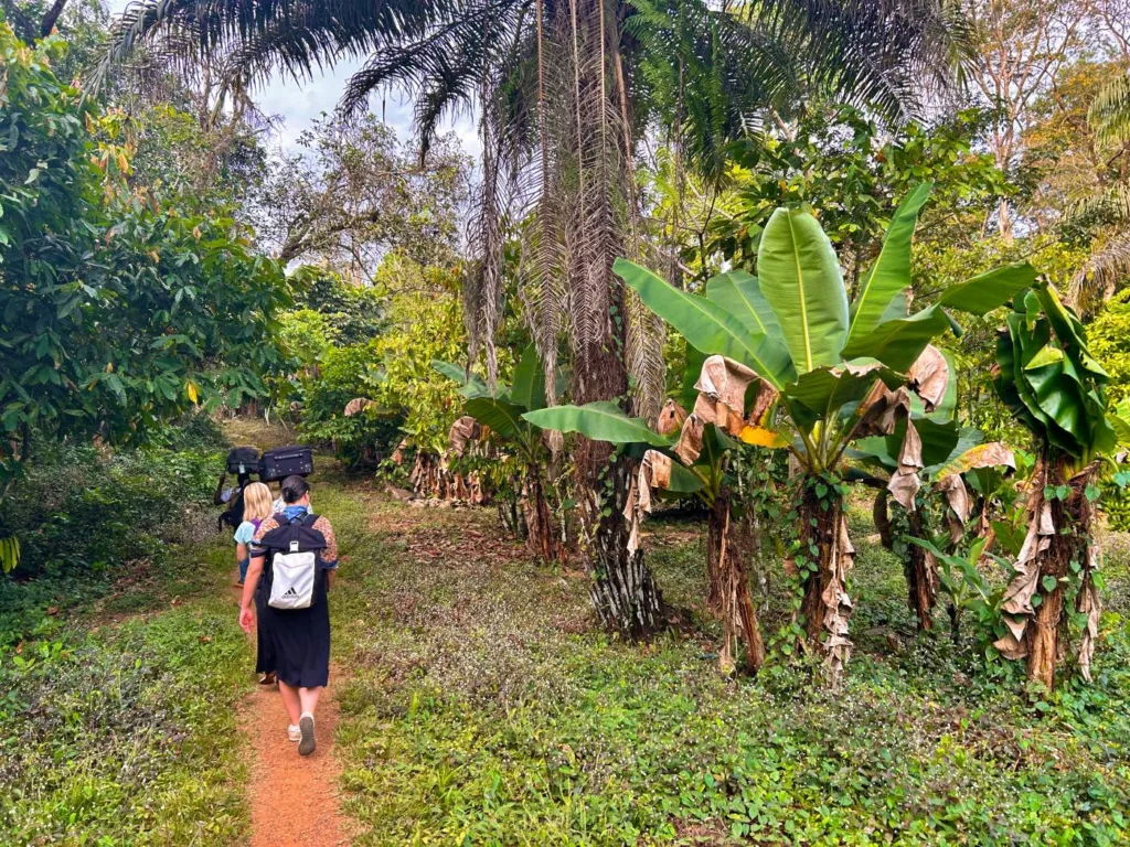 Forest walks in Tiwai