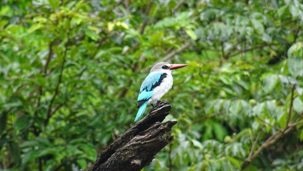 Bird species found in Sierra Leone