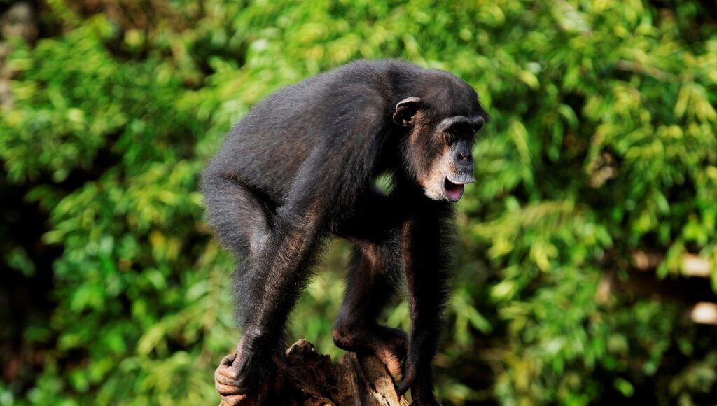 Tacugama chimpanzee Sanctuary