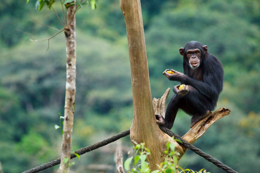 Tacugama chimpanzee Sierra Leone