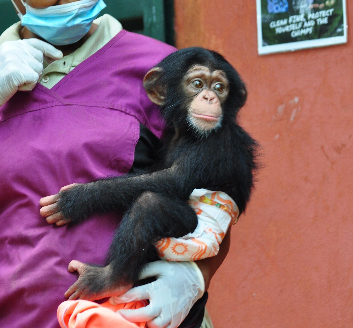 Tacugama chimpanzee Sanctuary