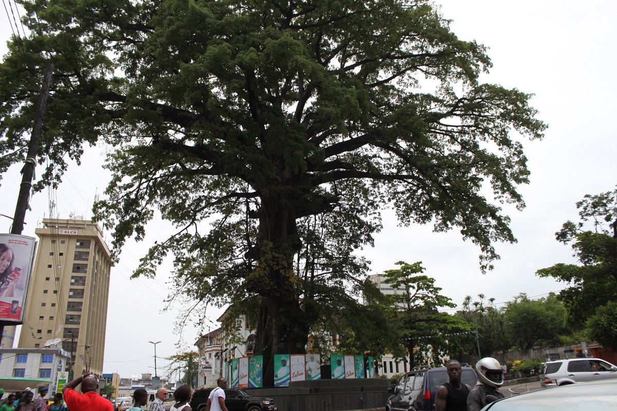 The Cotton Tree Freetown Sierra Leone
