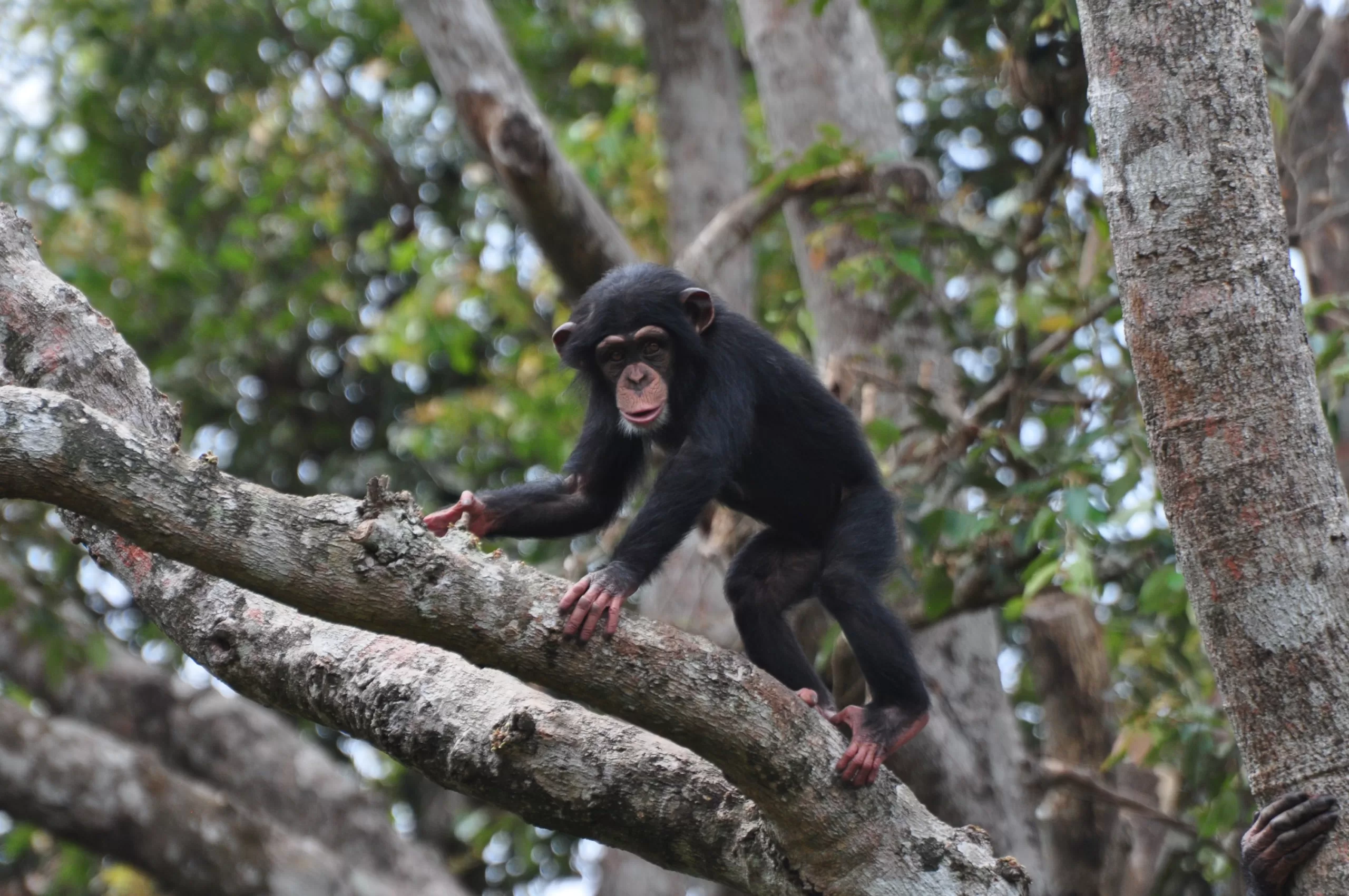 Chimpanzee at Tacugama sanctuary Freetown, Wildlife Sierra Leone