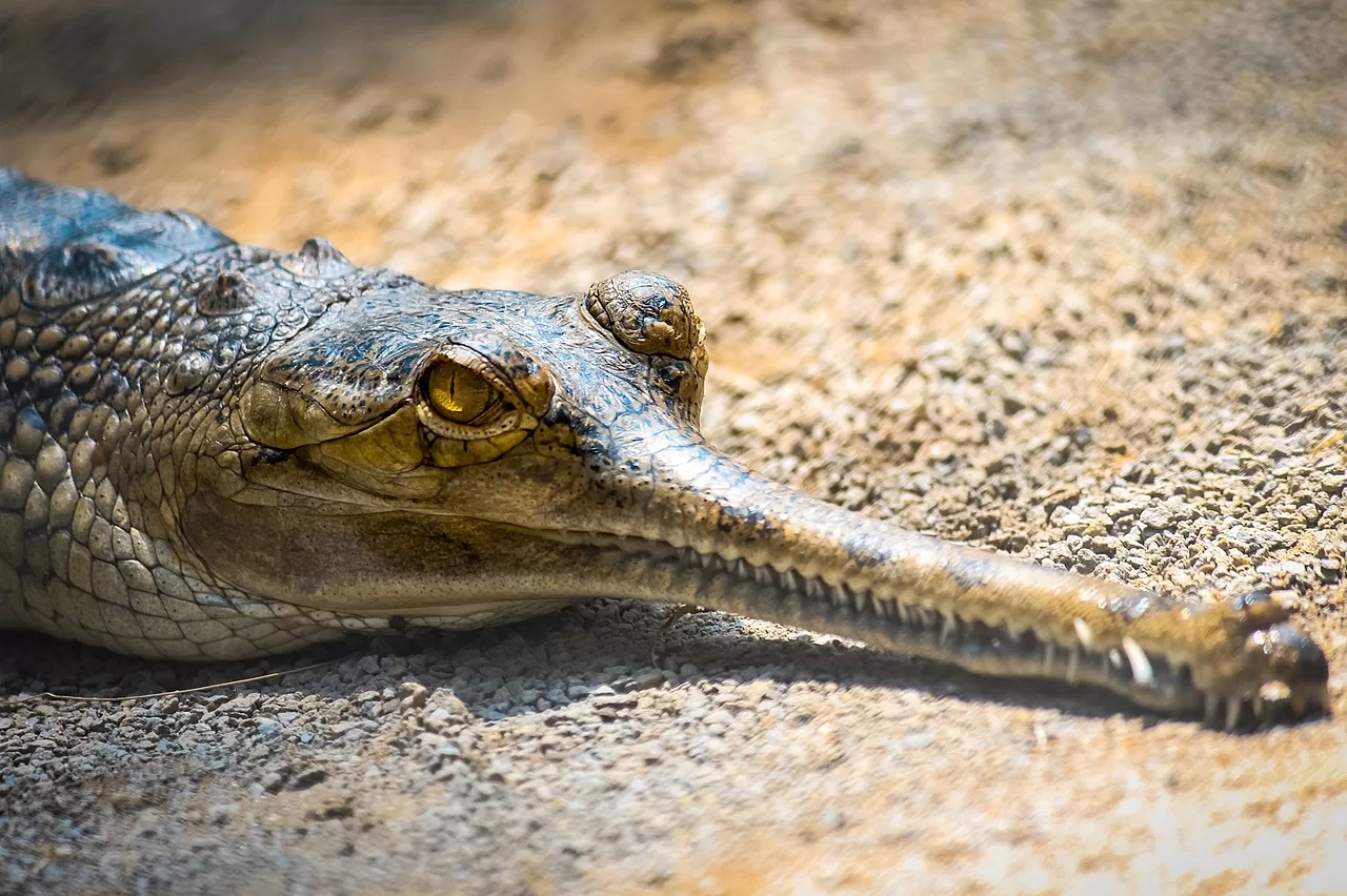 Slender Snouted crocodile