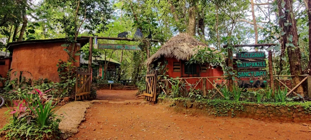 Top reasons to visit Tacugama Chimpanzee sanctuary in Sierra Leone