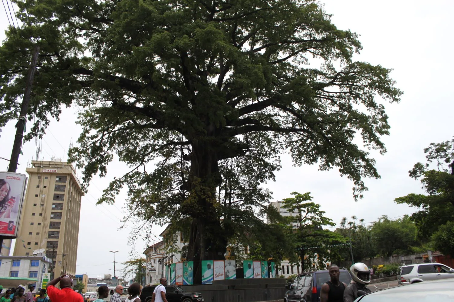 Cotton Tree in Freetown